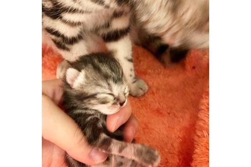 成約済の大阪府のアメリカンショートヘア-7444の2枚目